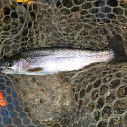 朽木渓流魚センタールアーフィールド